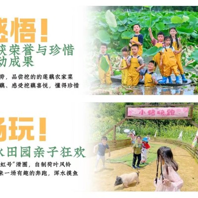 挖藕单日亲子营图5