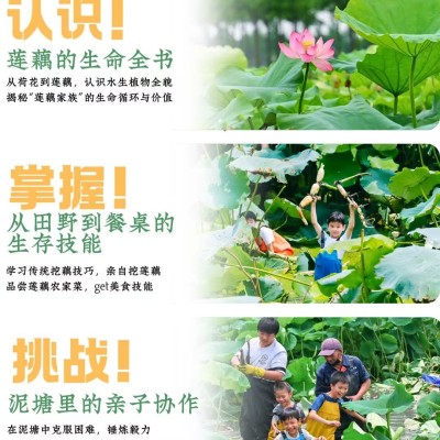 挖藕单日亲子营图4