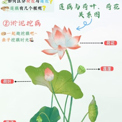 挖藕单日亲子营图3