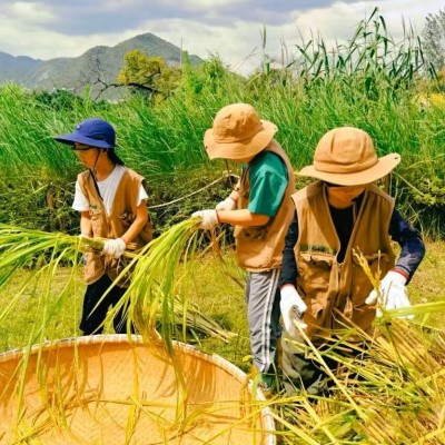 秋收单日独立营图3