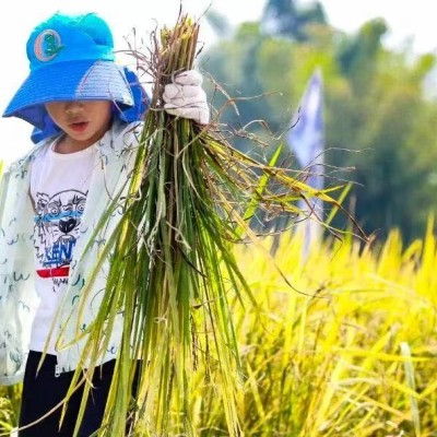 秋收单日独立营图2