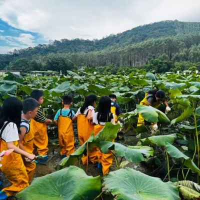 秋收单日独立营图8