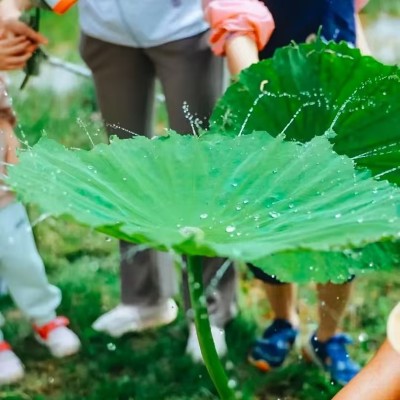 秋收单日独立营图7